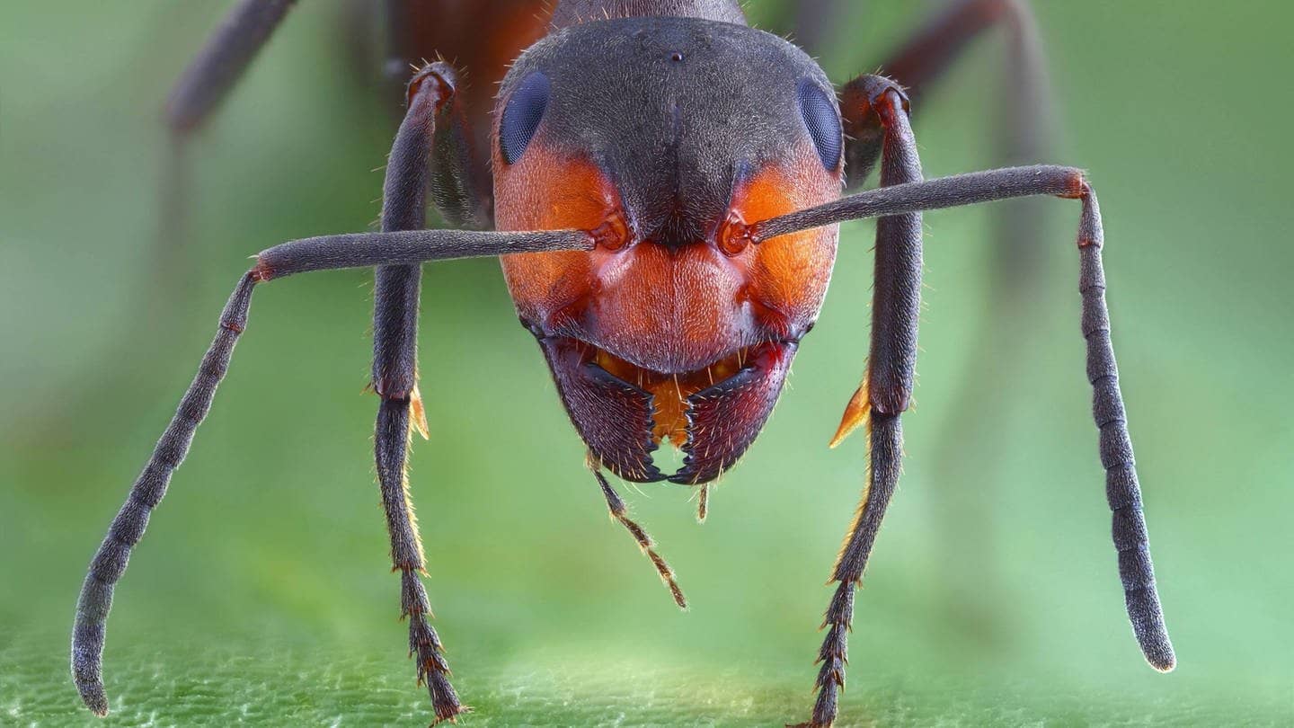 Die Tierdocs: Ameise kann fliegen
