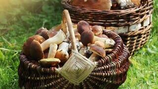 Ein Korb mit gesammelten Pilzen