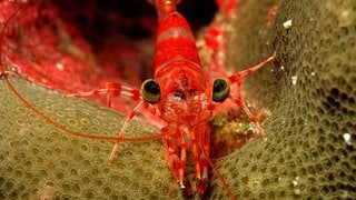 Ein Schrimp im Wasser