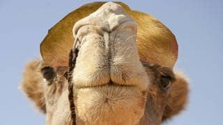 Die Tierdocs: Orangefarbenes Kamel