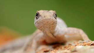 Die Tierdocs: Gecko fällt von der Wand