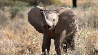 Die Tierdocs: Elefant ist eingegangen