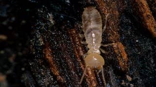 Die Tierdocs: Termite frisst Holzmöbel