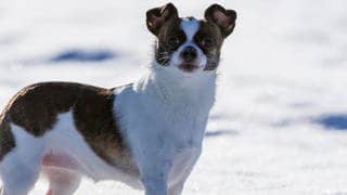Die Tierdocs: Hund ist verrückt nach Wintersport
