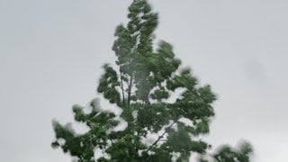 O Tannenbaum, wo sind deine Blätter