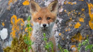 Die Tierdocs: Fuchs ist still