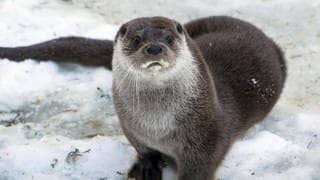 Die Tierdocs: Otter ist traurig