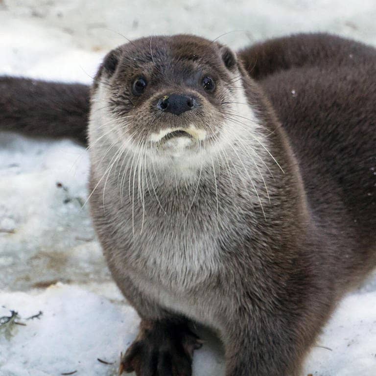 Die Tierdocs: Otter ist traurig