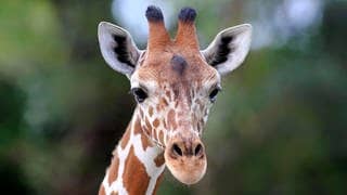 Die Tierdocs: Giraffe schreit