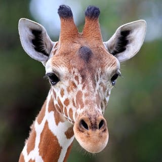 Die Tierdocs: Giraffe schreit