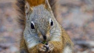 Die Tierdocs: Rothörnchen ist böse