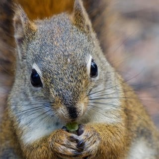 Die Tierdocs: Rothörnchen ist böse