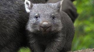 Die Tierdocs: Wombat hat würfelförmige Hinterlassenschaften