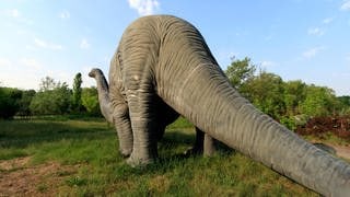 Die Tierdocs: Brontosaurus hat Schnupfen