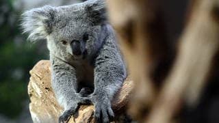 Die Tierdocs: Koala reitet