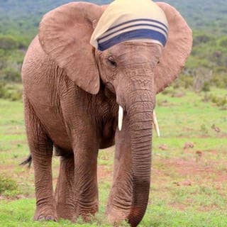 Die Tierdocs: Fürsorgliche Elefantendame