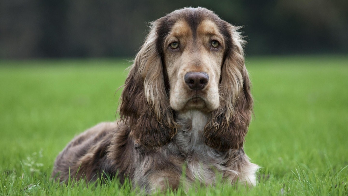 Die Tierdocs: Spaniel bellt komisch