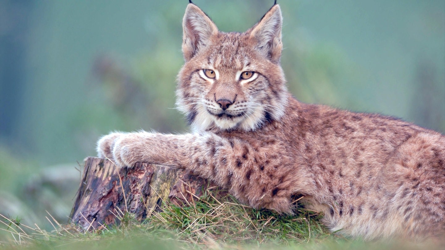 Die Tierdocs: Luchs kopiert alles