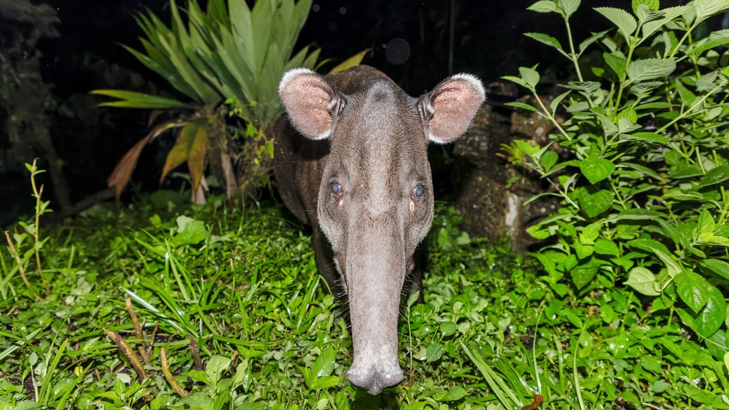 Die Tierdocs: Tapir frisst ständig Fleeschknepp