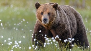 Die Tierdocs: Bär verkriecht sich