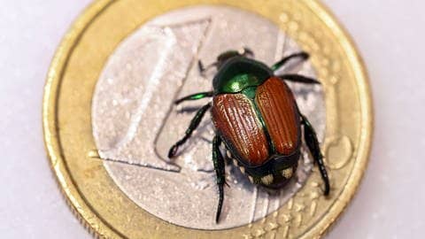 Ein Japankäfer auf einer 1-Euro-Münze. Erste Funde des invasiven Käfers wurden in BW gemeldet.