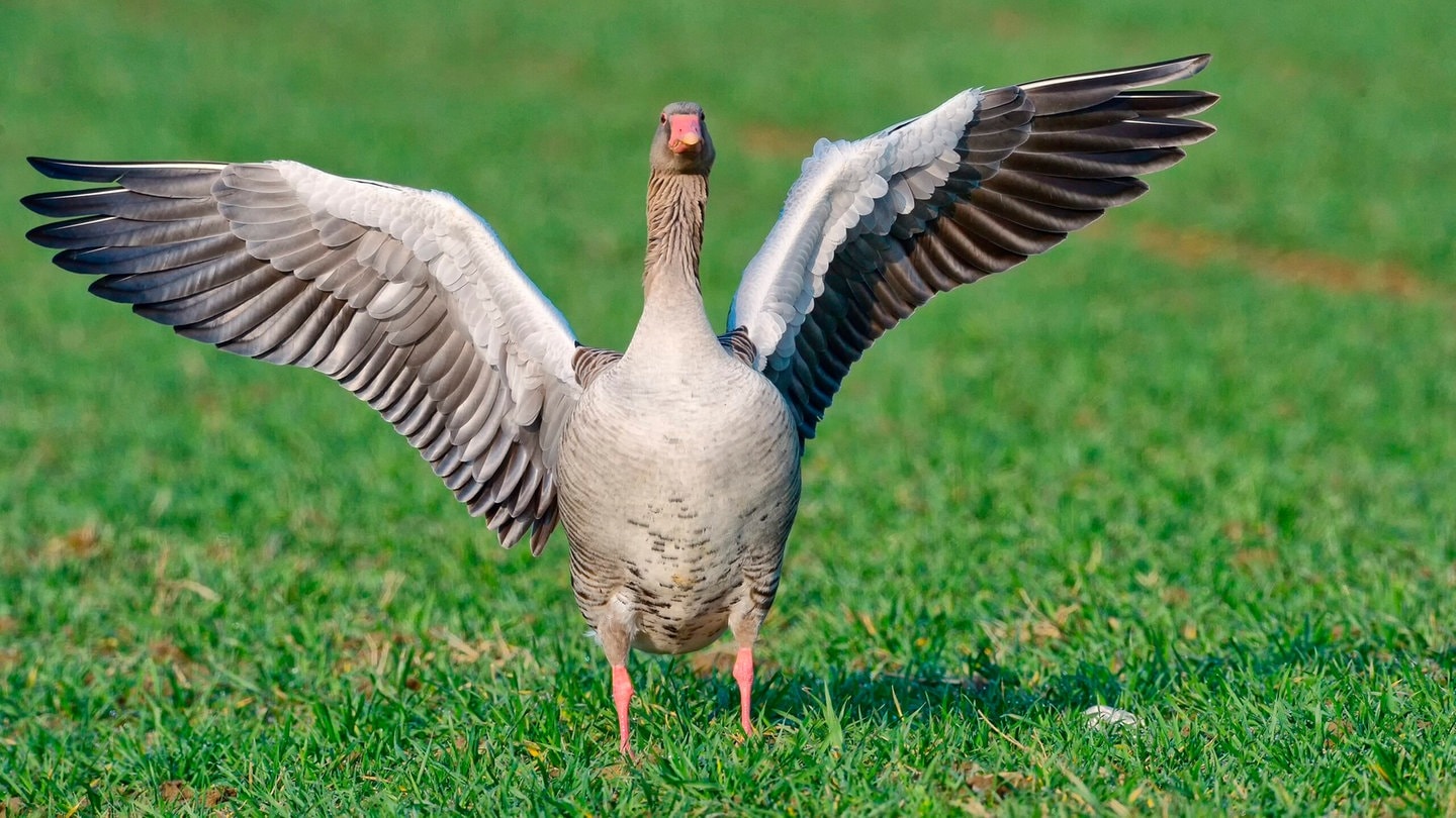 Die Tierdocs: Gans trägt Schal