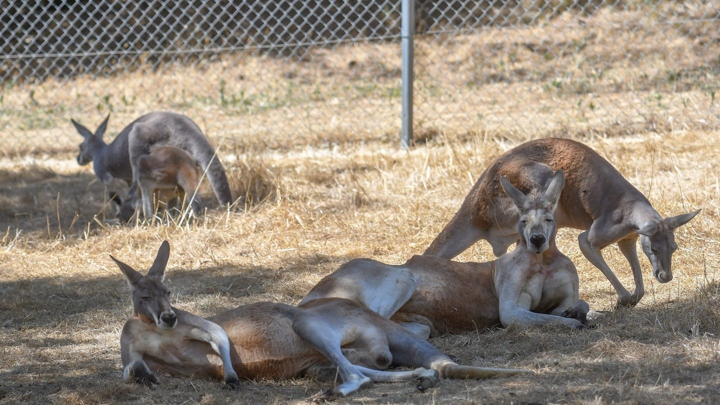 Die Tierdocs: Känguru trägt Kapuzenpullover