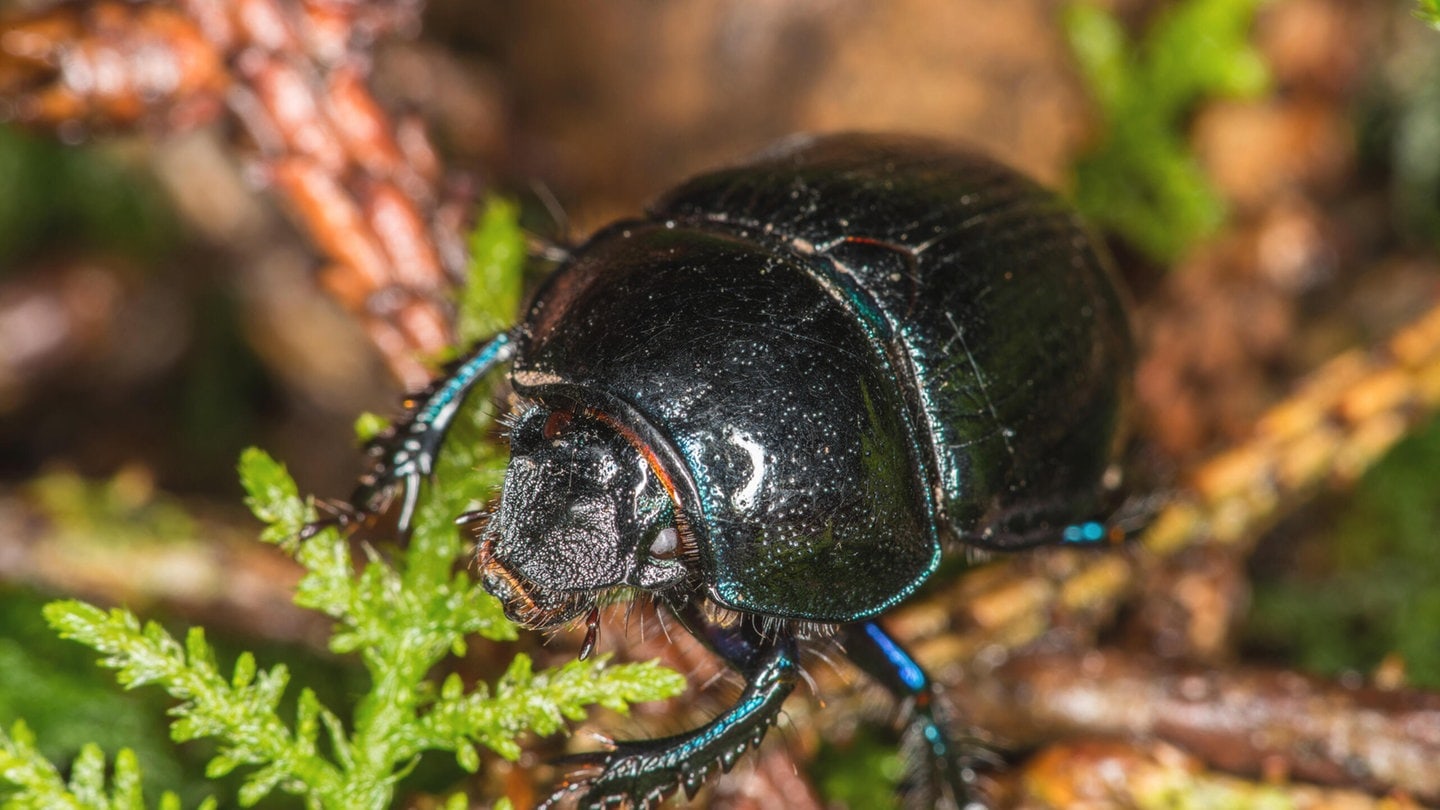 Die Tierdocs: Käfer verhält sich eigenartig