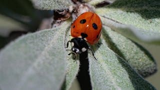 Die Tierdocs: Marienkäfer bekämpft Läuse nicht