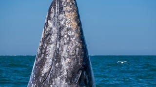 Die Tierdocs: Buckelwal hortet Essen