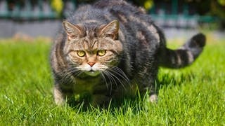 Die Tierdocs: Schwerer Kater