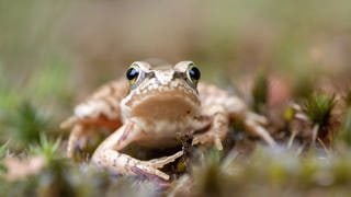 Die Tierdocs: Grasfrosch legt sich auf Augen