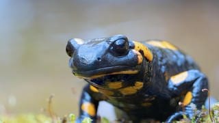 Die Tierdocs: Teurer Salamander