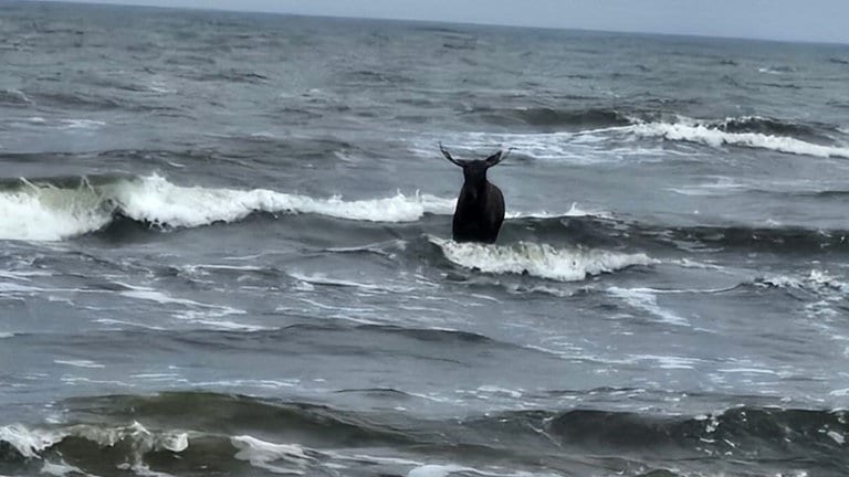 Da steht ein Elch aufm Strand