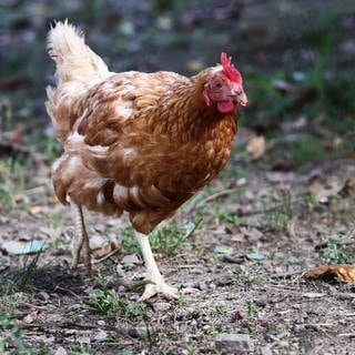 Die Tierdocs: Huhn läuft komisch