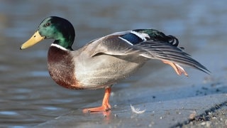 Die Tierdocs: Ente humpelt