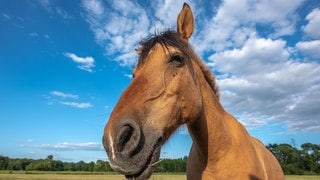 Die Tierdocs: Pferd ist langsam