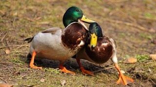 Die Tierdocs: Enten fressen Mehl