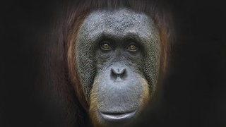 Die Tierdocs: Orang Utan ist unberechenbar