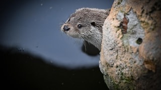 Die Tierdocs: Otter ist grob  Lubos Pavlicek