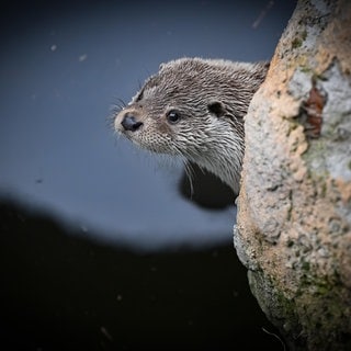 Die Tierdocs: Otter ist grob  Lubos Pavlicek