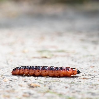 Die Tierdocs: Raupe schlendert