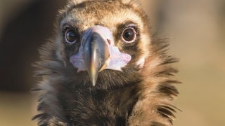 Die Tierdocs: Geier müffelt