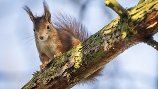 Die Tierdocs: Eichhörnchen gibt komische Laute von sich