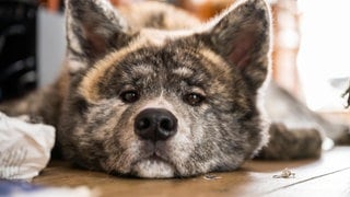 Die Tierdocs: Akita will Käfighaltung