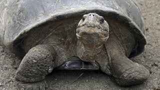 Die Tierdocs: Schildkröte rennt