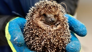 Igel