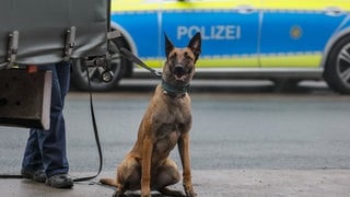 Schäferhund