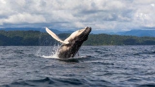 Die Tierdocs: Buckelwal schwimmt komisch