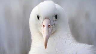 Die Tierdocs: Großer Vogel reißt blöde Witze